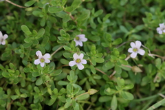 Bacopa monnieri